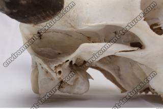 animal skull 0053